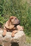 SHAR-PEI 891